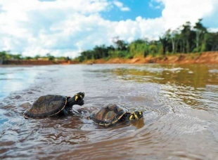 Imagen Putumayo tortugas